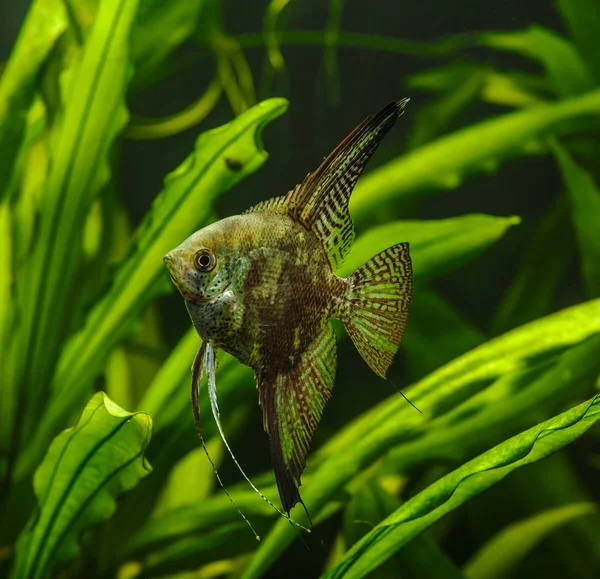 수족관 물고기와 었습니다 얼룩말 Pterophyllum Scalare 수족관에서 — 스톡 사진