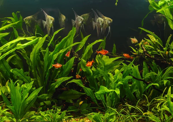 Grön Vacker Planterade Tropiskt Sötvattensakvarium Med Fiskar Zebra Angelfish Pterophyllum — Stockfoto