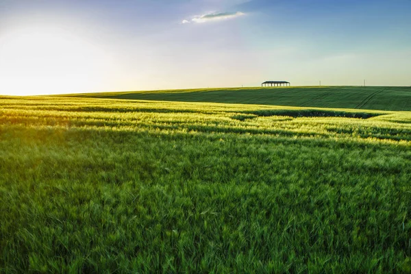 日没の麦畑の麦畑 — ストック写真