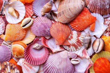 Arkaplan olarak deniz kabukları, deniz kabuğu koleksiyonu