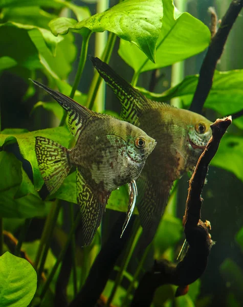 Green Beautiful Planted Tropical Freshwater Aquarium Fishes Zebra Angelfish Pterophyllum — Stock Photo, Image