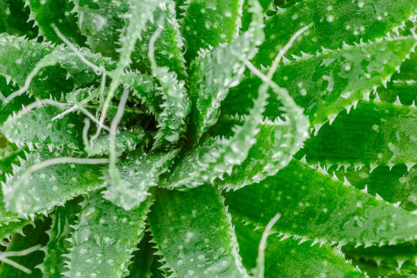 Aloe Vera Ist Tropische Grüne Pflanzen Vertragen Heißes Wetter Aloe — Stockfoto
