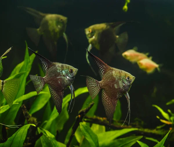 Grön Vacker Planterade Tropiskt Sötvattensakvarium Med Fiskar Zebra Angelfish Pterophyllum — Stockfoto