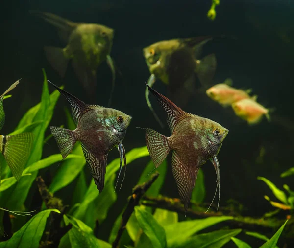 Green Beautiful Planted Tropical Freshwater Aquarium Fishes Zebra Angelfish Pterophyllum — Stock Photo, Image