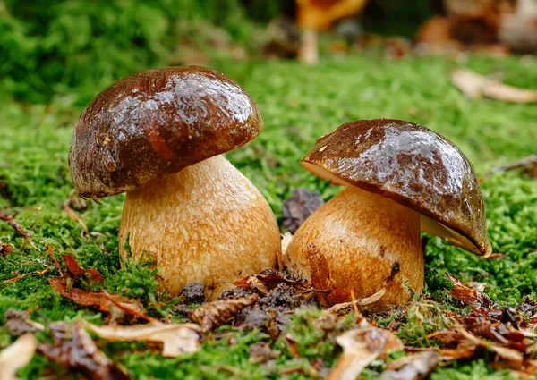 Mushrooms in autumn forest scene. Two mushrooms in autumn forest. Autumn forest mushroom family view