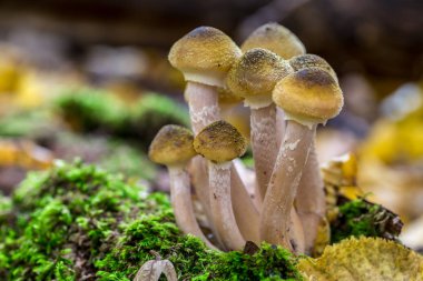 Armillaria mellea, Armillaria familyasından bir mantar türü. Güzel yenilebilir mantar..