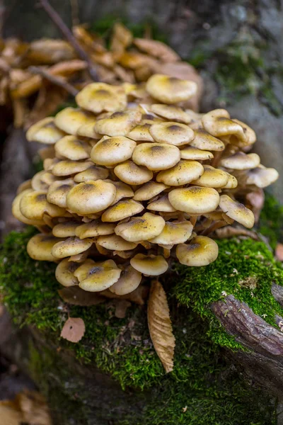 Armillaria Mellea Powszechnie Znana Jako Grzyb Miodowy Jest Grzybem Podstawnokomórkowym — Zdjęcie stockowe