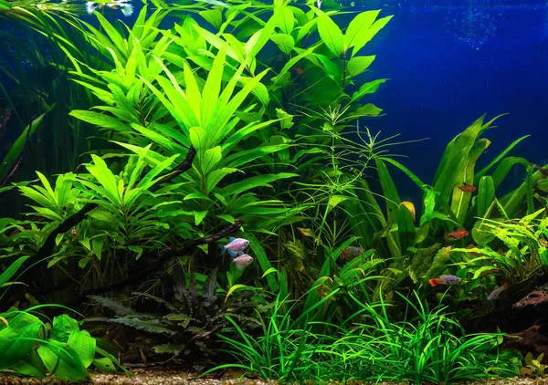 Güzel bir yeşil tropikal tatlı su akvaryum balık ile ekili — Stok fotoğraf