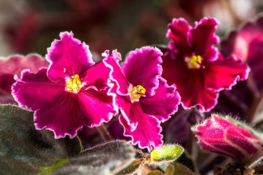 Rahat ev. Evde çiçek Menekşe altında pencere üzerinde bir tencerede 