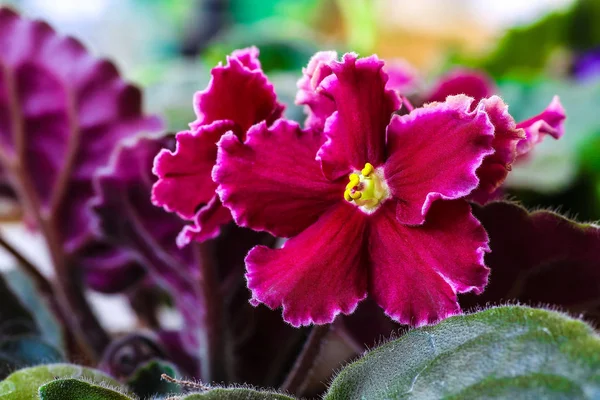 Afrika Menekşe Pa bilinen Menekşe Saintpaulias çiçek