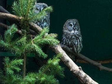 Avrasya kartal-baykuş (Bubo bubo) familyasına ait bir kartal baykuş o re
