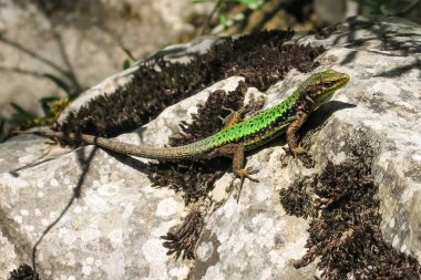 Kertenkele Lacerta viridis güneşin altında bir taş oturur. Backgr