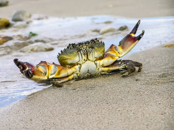 Granchio vivo su una spiaggia tropicale. granchio nascosto nella sabbia ad alta t — Foto Stock