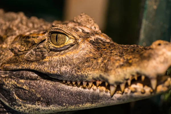 Aligátor vagy krokodil fogalom. Szem, aligátor és a fogak, a ő — Stock Fotó