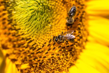 Ayçiçeği ayçiçeği alan manzara üzerinde arı ile. Ayçiçeği alan