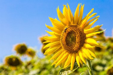 Ayçiçeği ayçiçeği alan manzara üzerinde arı ile. Ayçiçeği alan