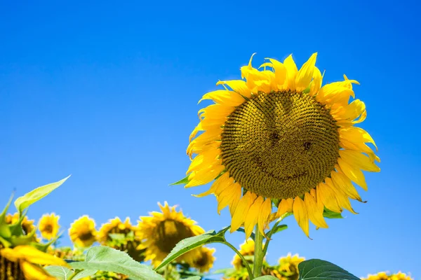 Girassóis sorrindo em um campo de girassóis no verão, em um — Fotografia de Stock