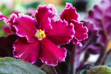 Afrika Menekşe Pa bilinen Menekşe Saintpaulias çiçek