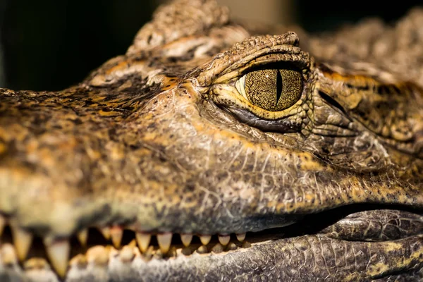 Концепція алігатора або крокодила. Око алігатора і зуби на ньому — стокове фото