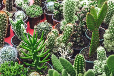 Tencerede güzel kaktüs Group.Cactus