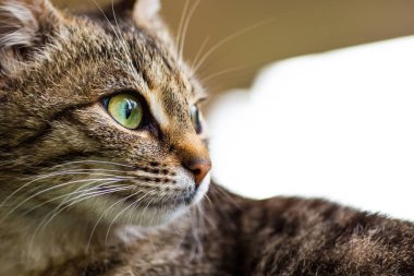 Gri tekir kedi . Sevimli genç sevimli erkek kedi uzağa bakıyor. Evcil hayvan 