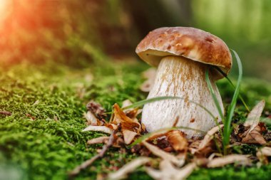 Porcino, bolete, çörek ormanda mantar. Beyaz mantar gr üzerinde
