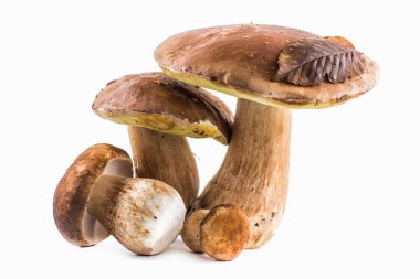 Grup boletus mantar beyaz arka plan üzerinde izole. Boletus muş