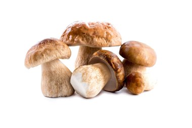 Grup boletus mantar beyaz arka plan üzerinde izole. Boletus muş