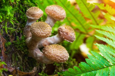 Armillaria mellea, genellikle bal mantar olarak bilinen, bir basidiom olduğunu