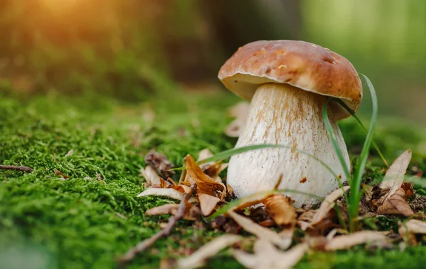 Fungo nel bosco Porcino, bolete, boleto.Fungo bianco su gr — Foto Stock