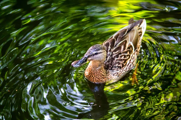 Birds and animals in wildlife. Amazing mallard duck swims in lak