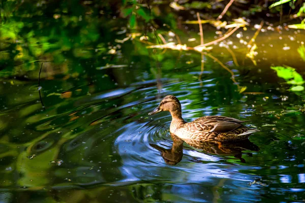 Fåglar och djur i djurlivet. Fantastisk gräsand simmar i lak — Stockfoto