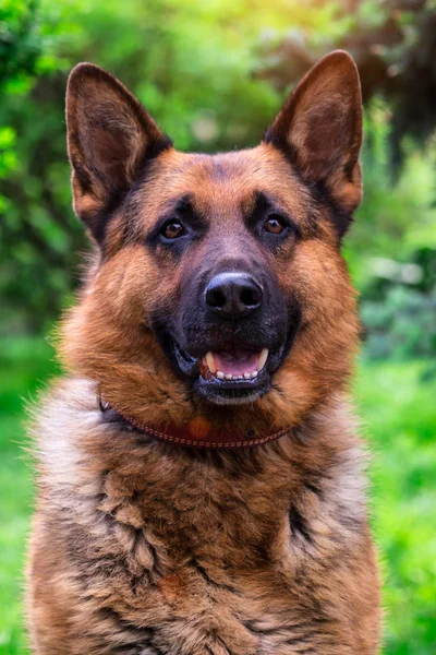 German shepherd dog on green grass.portrait of a black dog. shee — Stock Photo, Image