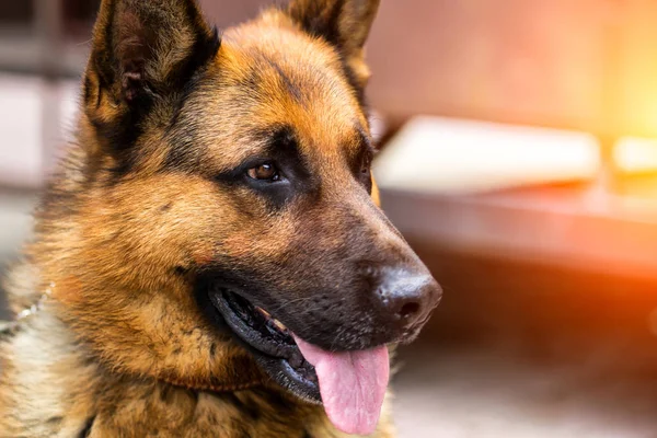Alman çoban. siyah bir köpeğin portresi. Çoban köpeği
