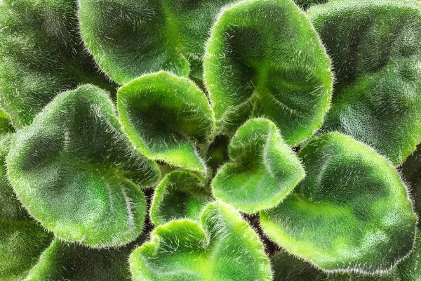 Menekşe saintpaulias yeşil yaprakları veya Afrika menekşeler, makro shot, — Stok fotoğraf