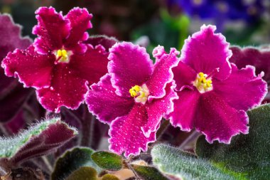 Rahat ev. Evde çiçek Menekşe altında pencere üzerinde bir tencerede 