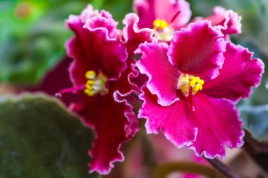 Afrika Menekşe Pa bilinen Menekşe Saintpaulias çiçek