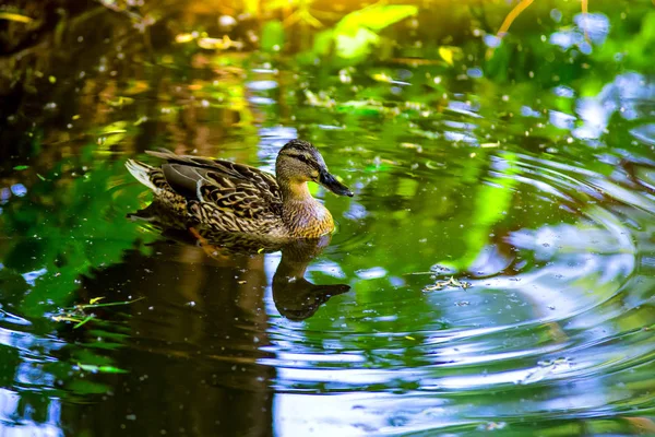 Birds and animals in wildlife. Amazing mallard duck swims in lak — Stock Photo, Image