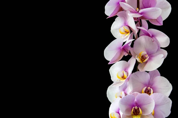 Lila orchideák Vanda az orchideák Farm. izolált egy fekete Bac — Stock Fotó