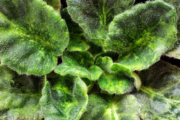 Violette saintpaulias grüne Blätter oder afrikanische Veilchen, Makroaufnahme, — Stockfoto