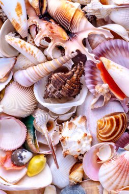 Seashells arka plan, inanılmaz deniz kabukları, mercan ve starf Lots
