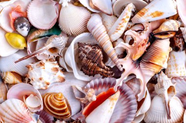 Seashells arka plan, inanılmaz deniz kabukları, mercan ve starf Lots