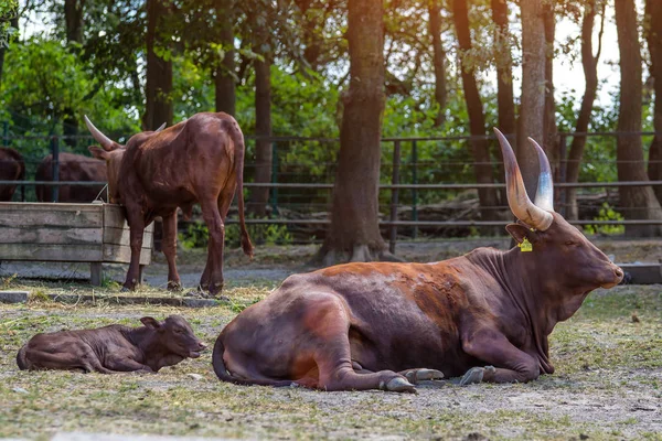 The wild water buffalo, also called Asian buffalo, Asiatic buffa