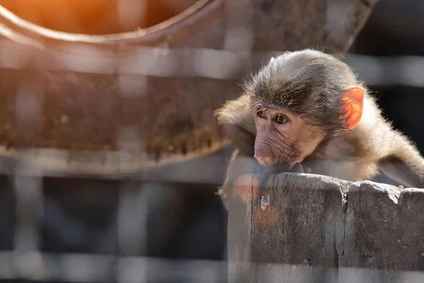 sad monkey locked in cage.Animal rights concept.A monkey (monyet