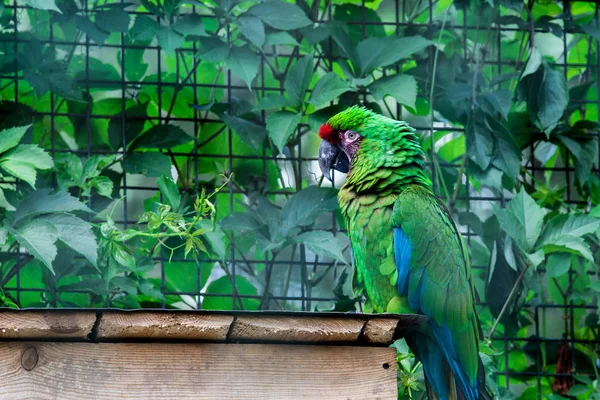 Loro verde Guacamayo verde, Ara ambigua. Pájaro salvaje raro en t — Foto de Stock