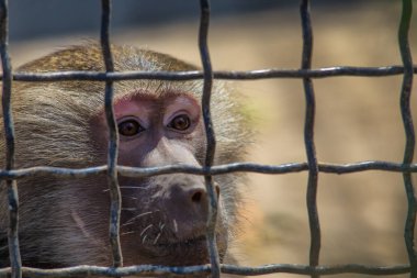 üzgün maymun kafese kilitlendi. Hayvan hakları kavramı. Bir maymun (monyet