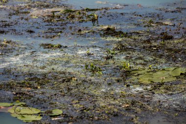 Büyük şehrin plajına çöp dökülmüş. Boş kullanılan kirli p