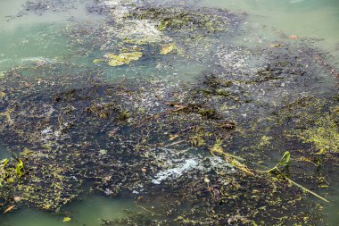 Büyük şehrin plajına çöp dökülmüş. Boş kullanılan kirli p