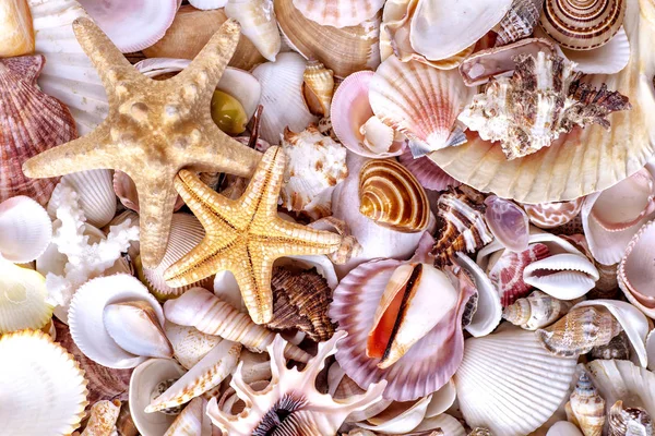 Seashells background, lots of amazing seashells, coral and starf Stock Photo