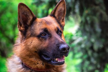 yeşil çim üzerinde Alman çoban köpeği. siyah bir köpeğin portresi. Shee